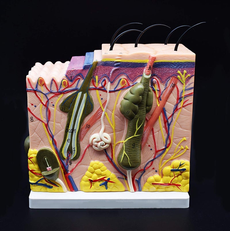 XINDAM Skin Model, 50X Enlarged Anatomical Model Anatomy for Science Classroom Study Display Teaching Medical Model - Image 1